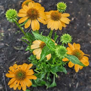 Coneflower 'Sombrero Granada Gold'