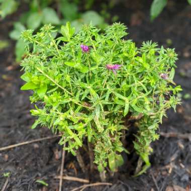 Symphyotrichum novae-angliae