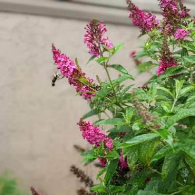 Butterfly Bush 'Miss Molly'