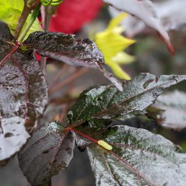Hardy Hibiscus 'Holy Grail'