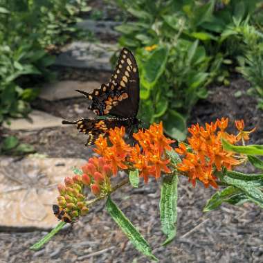 Orange Milkweed