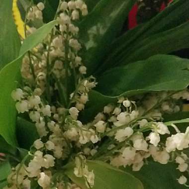 Convallaria majalis