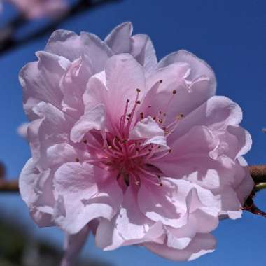 Prunus persica