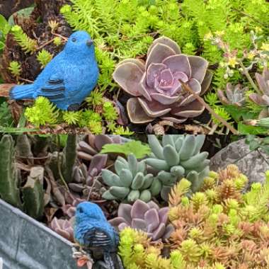 Miriam's garden
