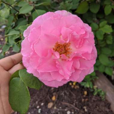 Hybrid Tea Rose 'Eleganza Beverly'