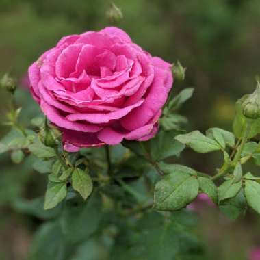 Rose (Species)