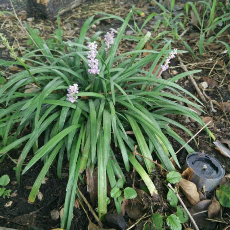 Plant image Liriope muscari 'Royal Purple'