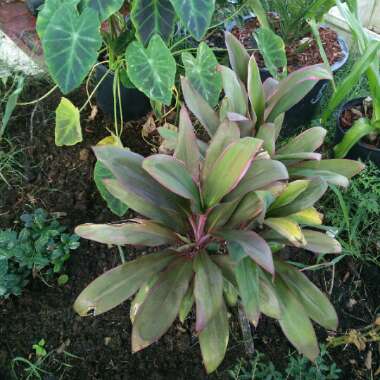 Cordyline fruticosa
