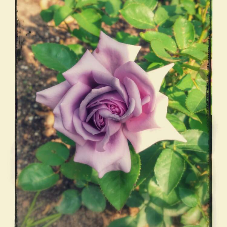 Plant image Rosa 'Angel Face'