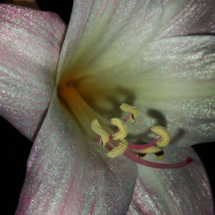 Plant image x Amarine tubergenii Belladiva Series syn. x Amarine 'Belladiva'