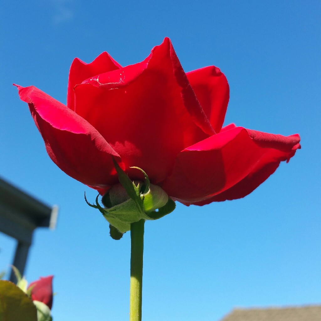 Plant image Rosa 'Mister Lincoln'