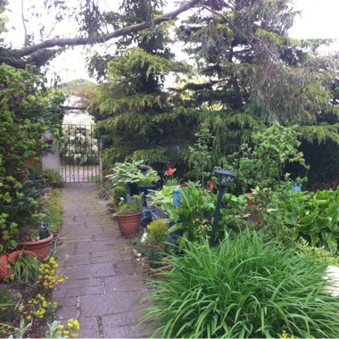Laverne's garden