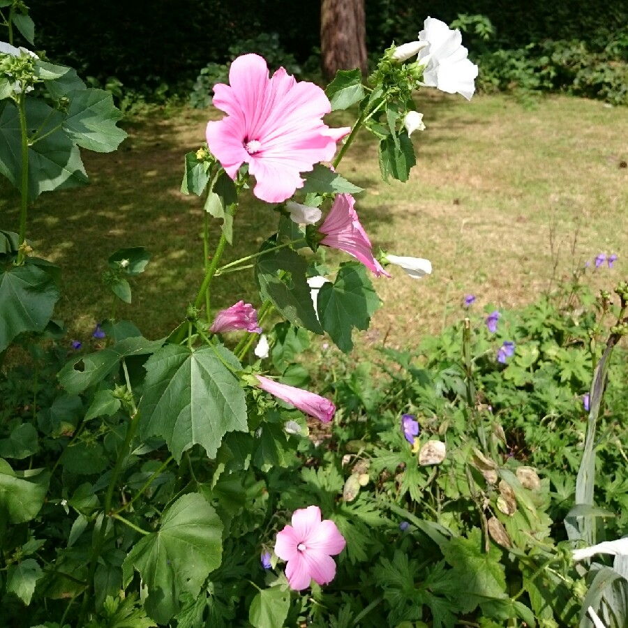 plant image 177119
