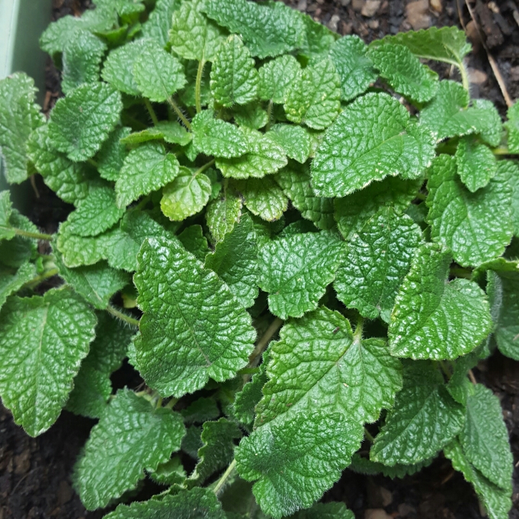 Plant image Melissa officinalis 'Lime Balm'