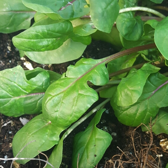 plant image 233721