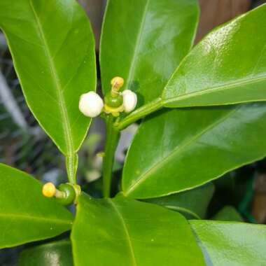 Citrus Tree