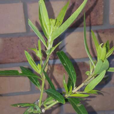 Orange Milkweed