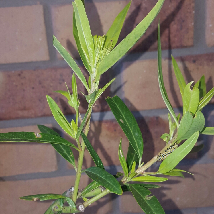 plant image 242113
