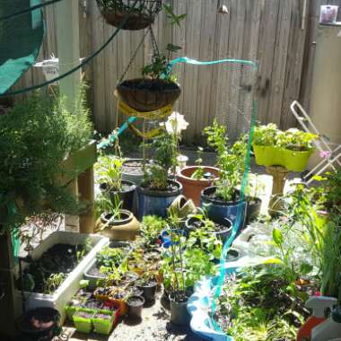 Elektra's garden