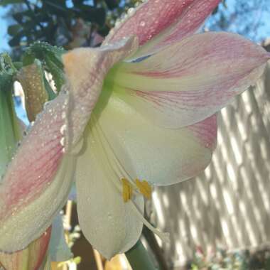 Hippeastrum 'Apple Blossom'