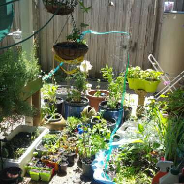 Elektra's garden