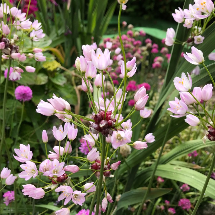 Plant image Allium roseum