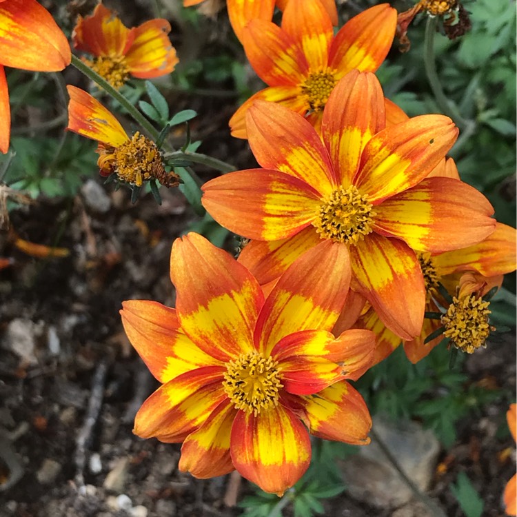 Plant image Bidens ferulfolia Hot And Spicy
