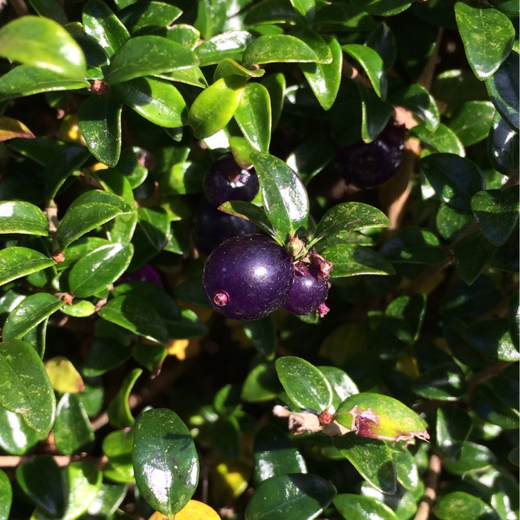 Plant image Lonicera ligustrina 'Elegant' syn. Lonicera nitida 'Elegant'