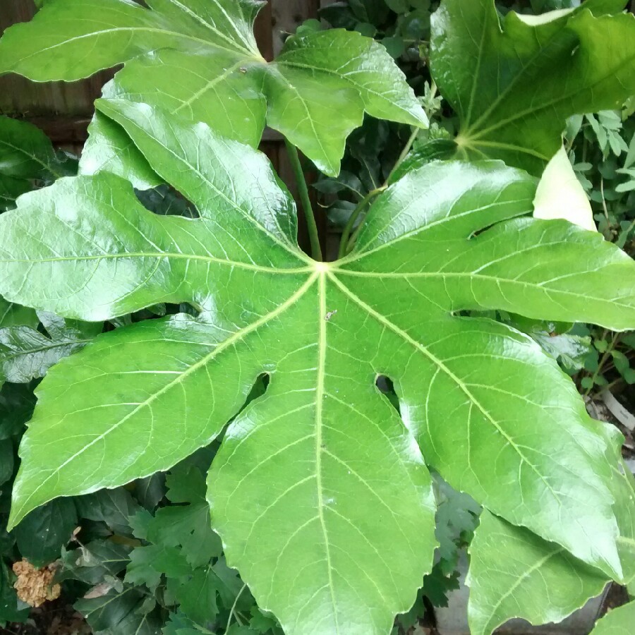 Japanese Aralia