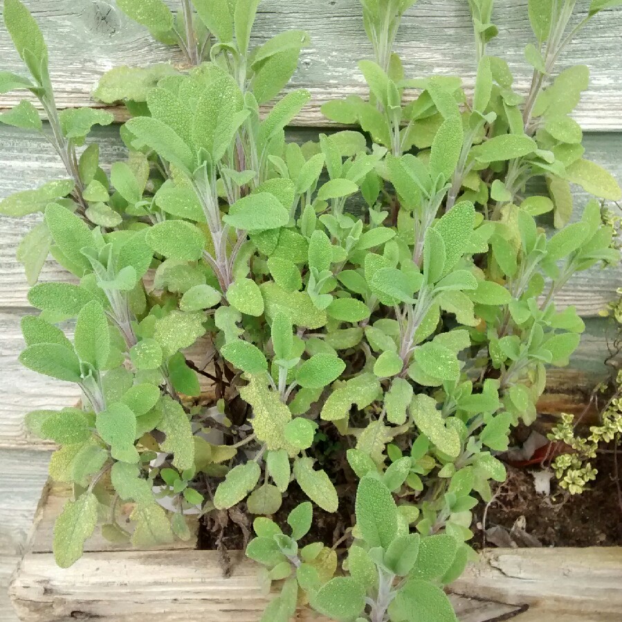Salvia officinalis