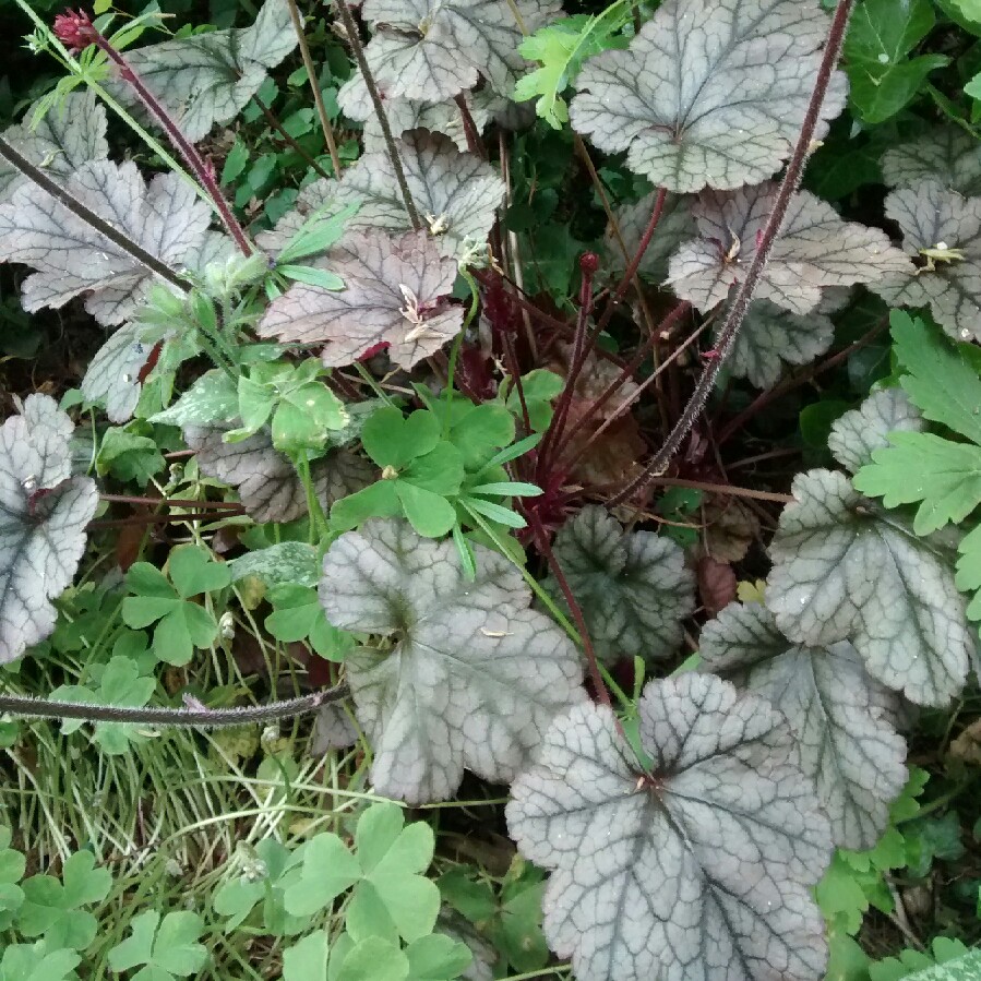Heuchera