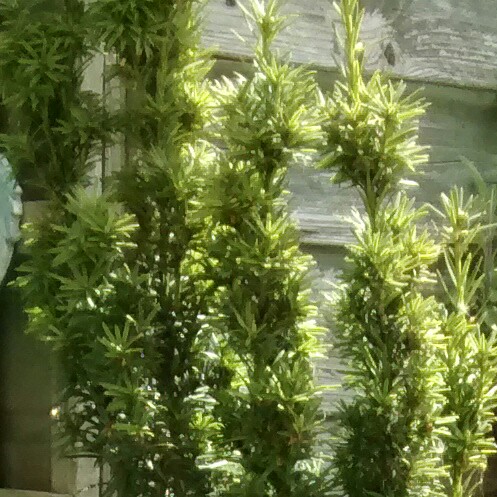 Plant image Taxus baccata 'Fastigiata'