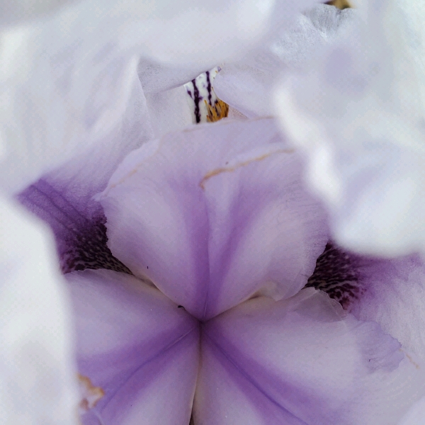 Plant image Iris x germanica 'Braithwaite'