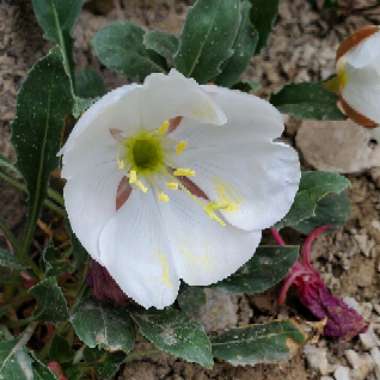 Gerri's garden