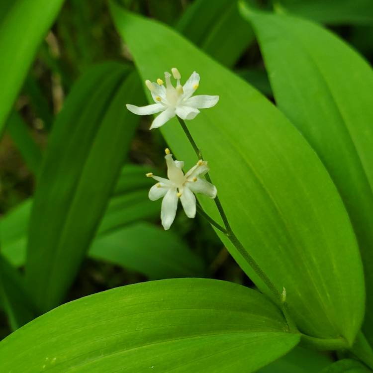 Plant image Maianthemum racemosum