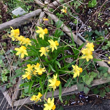 Jen's garden