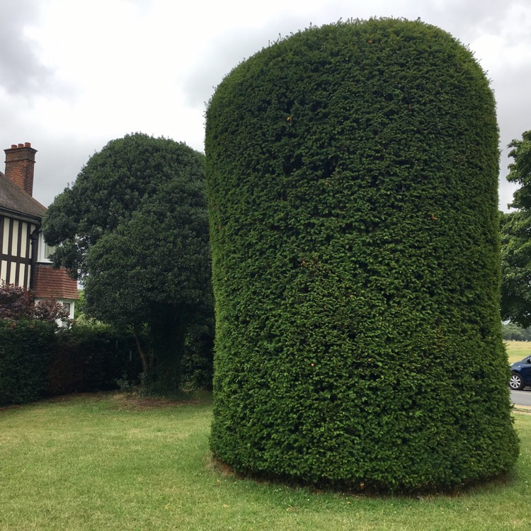 Plant image Taxus baccata