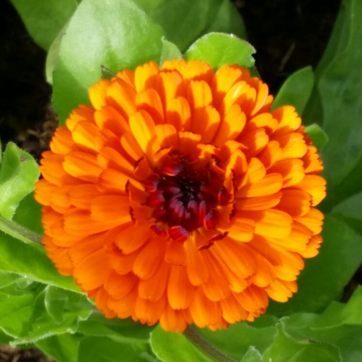 plant image 157546