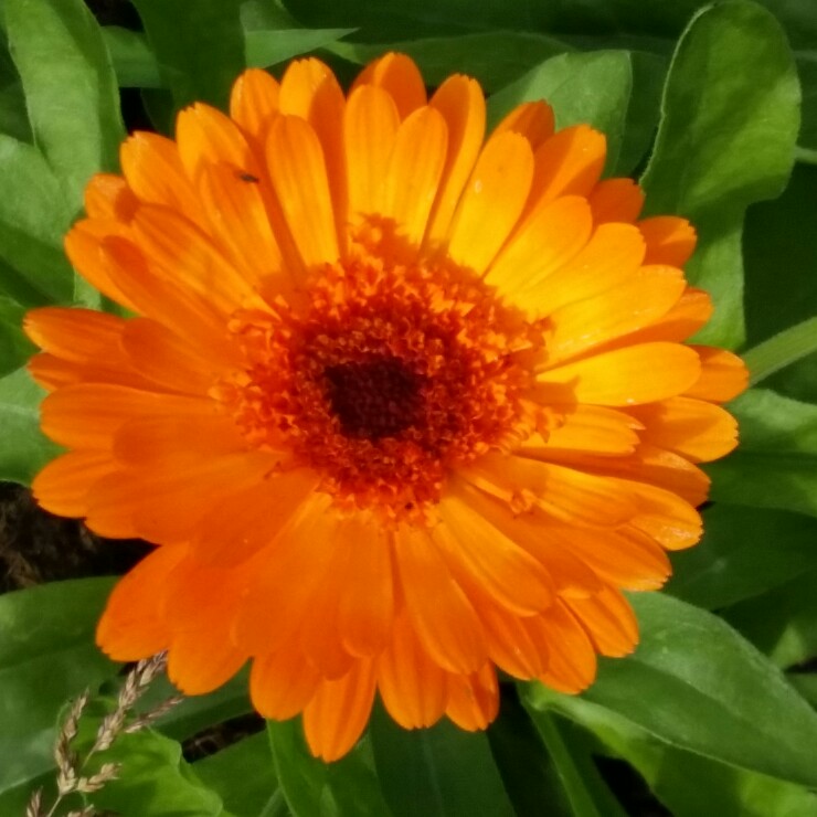 plant image 157547
