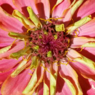 Zinnia elegans