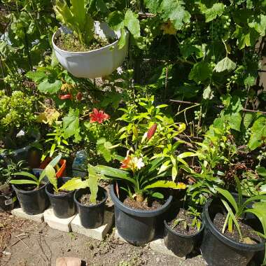Odette's garden