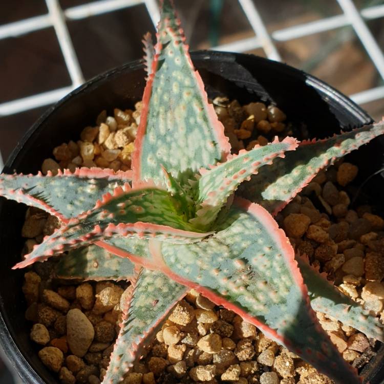 Plant image Aloe 'Bright Star'