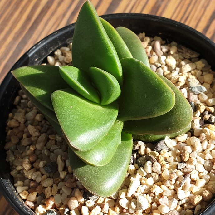 Plant image Crassula 'Talisman'