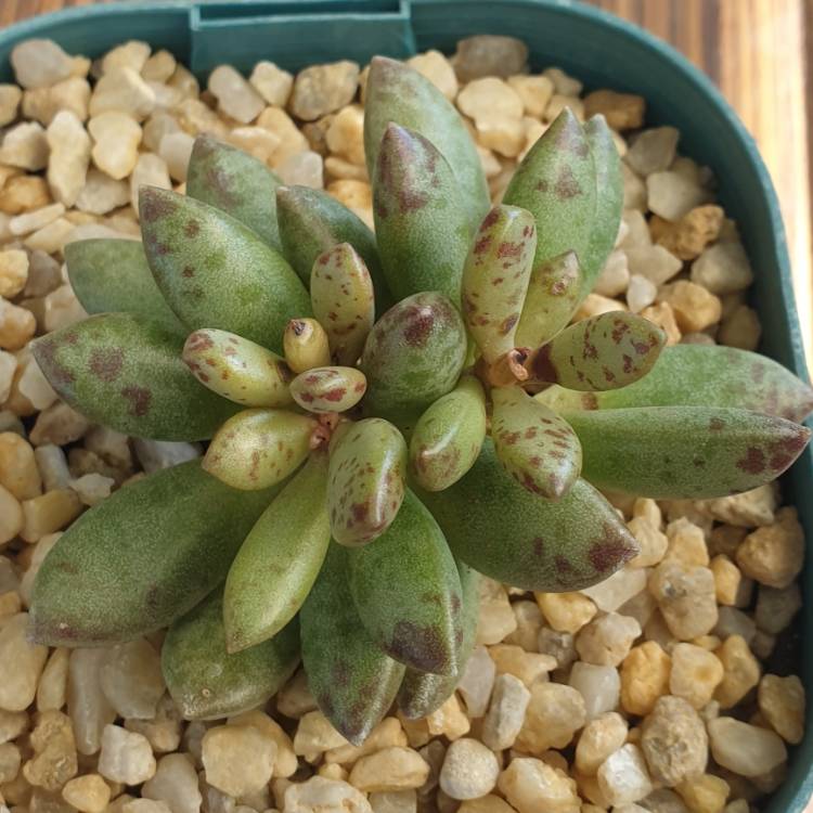 Plant image Adromischus Filicaulis subsp. Filicaulis