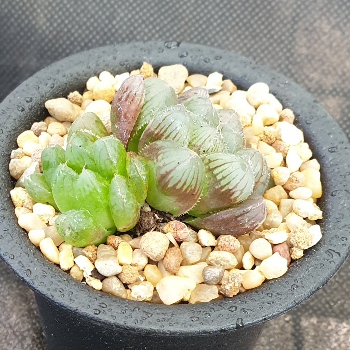 Plant image Haworthia cooperi 'Big Window Extra Shine '