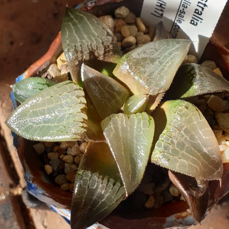 Plant image Haworthia comptoniana 'Kouhou'