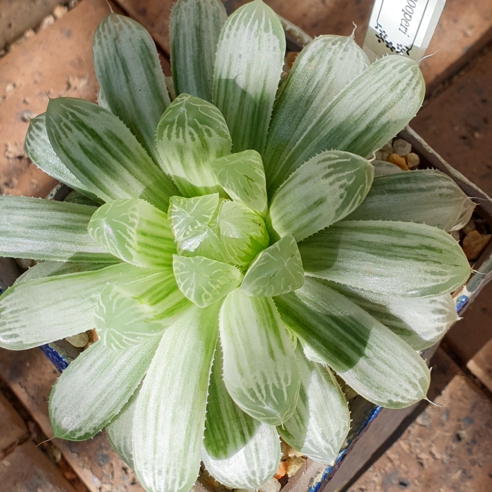 Plant image Haworthia Cooperi Variegata