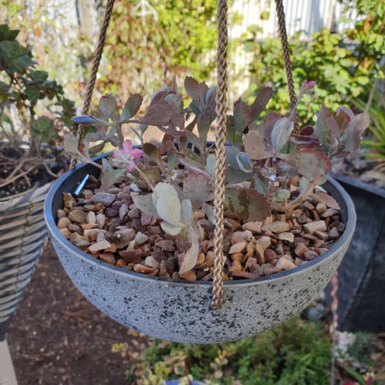 Plant image Kalanchoe Pumila