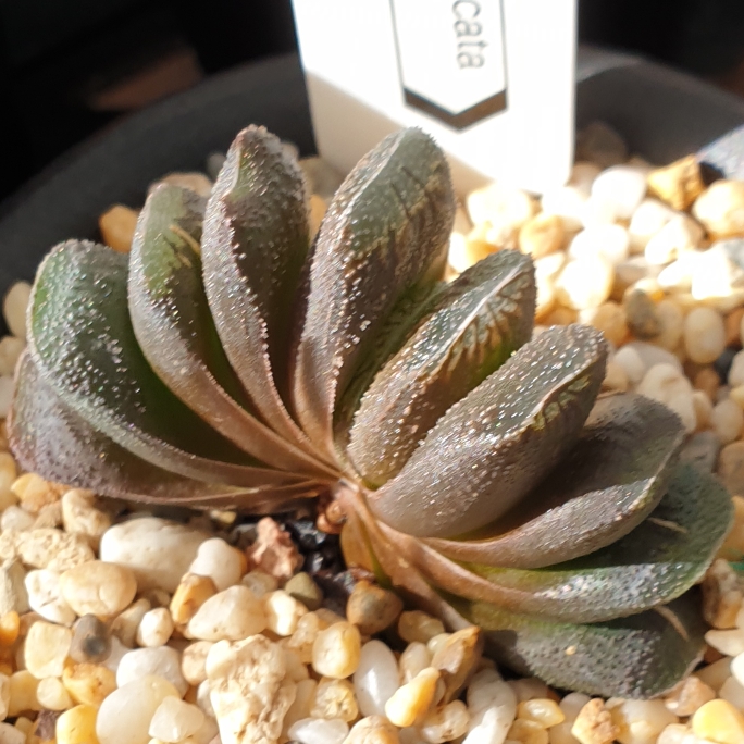 Plant image Haworthia truncata hybrid 'Black Coral'
