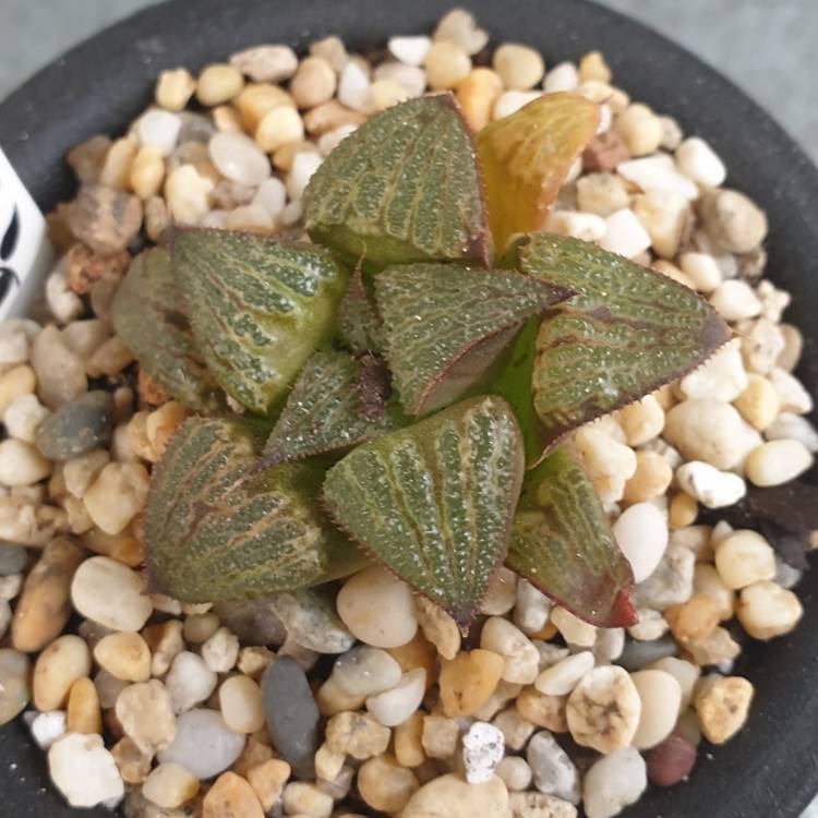 plant image 1217021